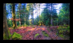 Au sommet du Ludwigsberg