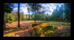 Prairie "de chasse" au Ludwigsberg