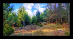 Sur le versant nord-est du Meyersberg