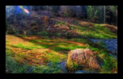 La Zorn en bas du vallon du Hauenthal