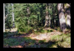 En montant vers le Grossmann