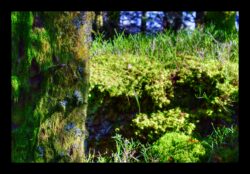 En montant vers le Grossmann