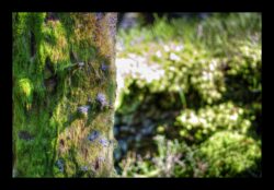 En montant vers le Grossmann