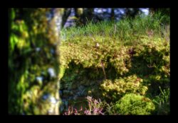 En montant vers le Grossmann