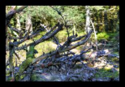 Au sommet du Grossmann