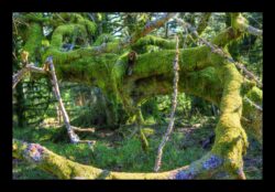 Au sommet du Grossmann