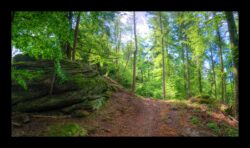Dabo - Sous le Sickertkopf