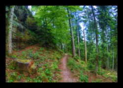 Dabo - Sous le Sickertkopf