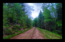 Le sentier traverse la route forestière des Pins