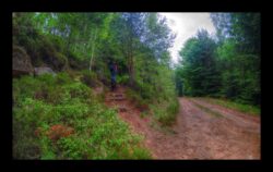 Le sentier traverse la route forestière des Pins
