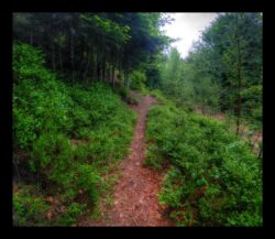 Le sentier après la route forestière des Pins