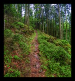 Le sentier après la route forestière des Pins