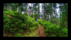 Le sentier traverse les nombreux myrtilliers