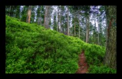 Le sentier traverse les nombreux myrtilliers