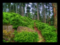 Le sentier traverse les nombreux myrtilliers