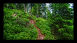 Le sentier monte tranquillement dans la forêt.