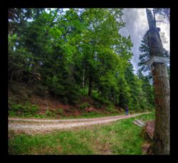 On traverse une seconde route forestière