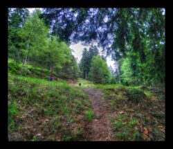 Fin du sentier