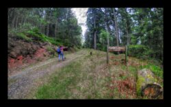 La route forestière Langwand