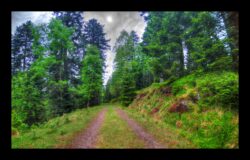 La route forestière Langwand