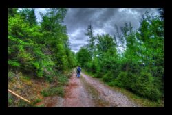 Route forestière de la Pierre du Feu