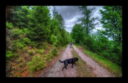 Route forestière de la Pierre du Feu