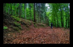 Dans la descente vers Petersmuehl