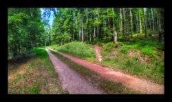 le sentier traverse une route forestière