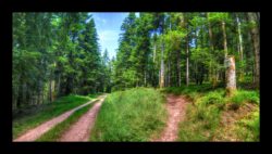 le sentier traverse une route forestière