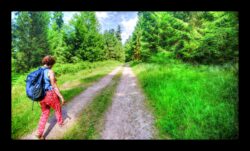 2ème route forestière