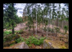 Dabo - Vue depuis le sommet d'Urstein - arbres morts