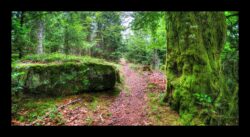 Dabo - Sentier vers le col du Hoellenwasen