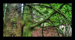 Dabo - arbres
