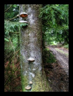 Polypores