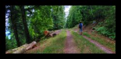 Dabo - Sentier le long du versant sud du Baerenberg