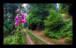 Dabo - Sentier le long du versant sud du Baerenberg - Digitales