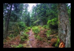 Dabo - Sentier montant au col du Hoellenwasen