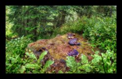 Dabo - Polypores et myrtilles