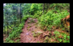 Dabo - Sentier montant au col du Hoellenwasen