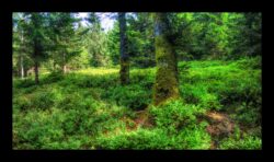 Dabo - Entre le Hoellenwasen et le Hengst
