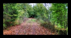 Abreschviller - Le début du sentier est bien large