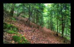 Abreschviller - La forêt, tout simplement