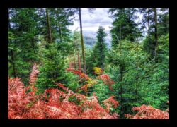 Abreschviller - Dimanche pluvieux vers le massif du Donon