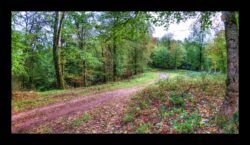 Abreschviller - Le col du Bloecherplatz