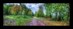 Abreschviller - Le col du Bloecherplatz