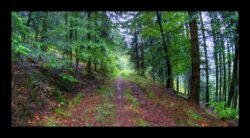 Chemin surplombant la Zorn
