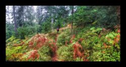 Sur le sentier balisé qui descend à Petersmuehl