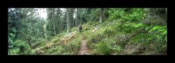 Sur le sentier balisé qui descend à Petersmuehl