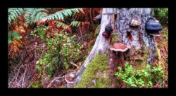 Polypores sur une souche d'arbre